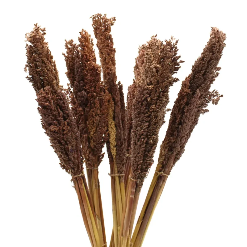 Cantal Herb Bunch - Chokolade